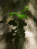 MP260116 lores Foliage Image