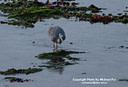 MP135580 focused Grey Heron Image