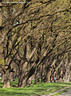 MP269306 lores Trees Image