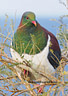 MPE10324 lores New Zealand Pigeon Image