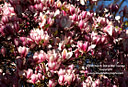 MP098851 lores Magnolia Blooming   Spring in Christchurch Image