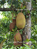 MP147014 Jackfruit Malaysian scenes Image
