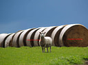 AA160695 Sheep low res Farm Animals Image