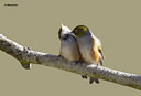 MP290410bgrclores Waxeyes Image