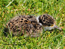 MP200843 Plover chick Masked Lapwing (Vanellus miles   native to Oz) Image