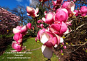 MP098875 lores Magnolia Blooming   Spring in Christchurch Image