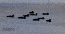 MP224320 cropped lores Ducks, Geeses & Swans Image