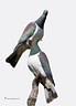 MP021310 kereru 5.7 New Zealand Pigeon Image