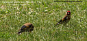 MP286142 lores More Birds Image