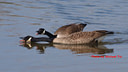 MP131743 crp lores Ducks, Geeses & Swans Image