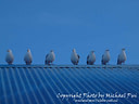 MP230987 lores Sea Gulls Image