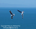 MP208589 lores Sea Gulls Image