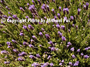 AA296506 lavender Flowers Image
