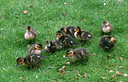 AA260250 quacks low res Ducks, Geeses & Swans Image