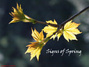 MP221017 signs of Spring lores Foliage Image