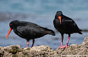 MP190588c lores Oystercatchers Image