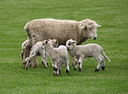 AA250189 Mum and 4 lambs low res Farm Animals Image