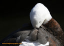 MP140211clores Ducks, Geeses & Swans Image