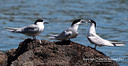 MP245580 lores Birds Image