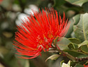 MP273418 lores Flowers Image