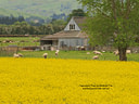 MP049065C lores North Canterbury Image