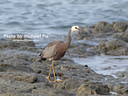 MP023621 lores Grey Heron Image