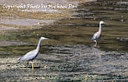 MP010188 lores Grey Heron Image