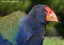 MP091558 takahe Takahe Image