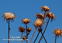 MP107250 lores Flora & Fauna   Spain Image