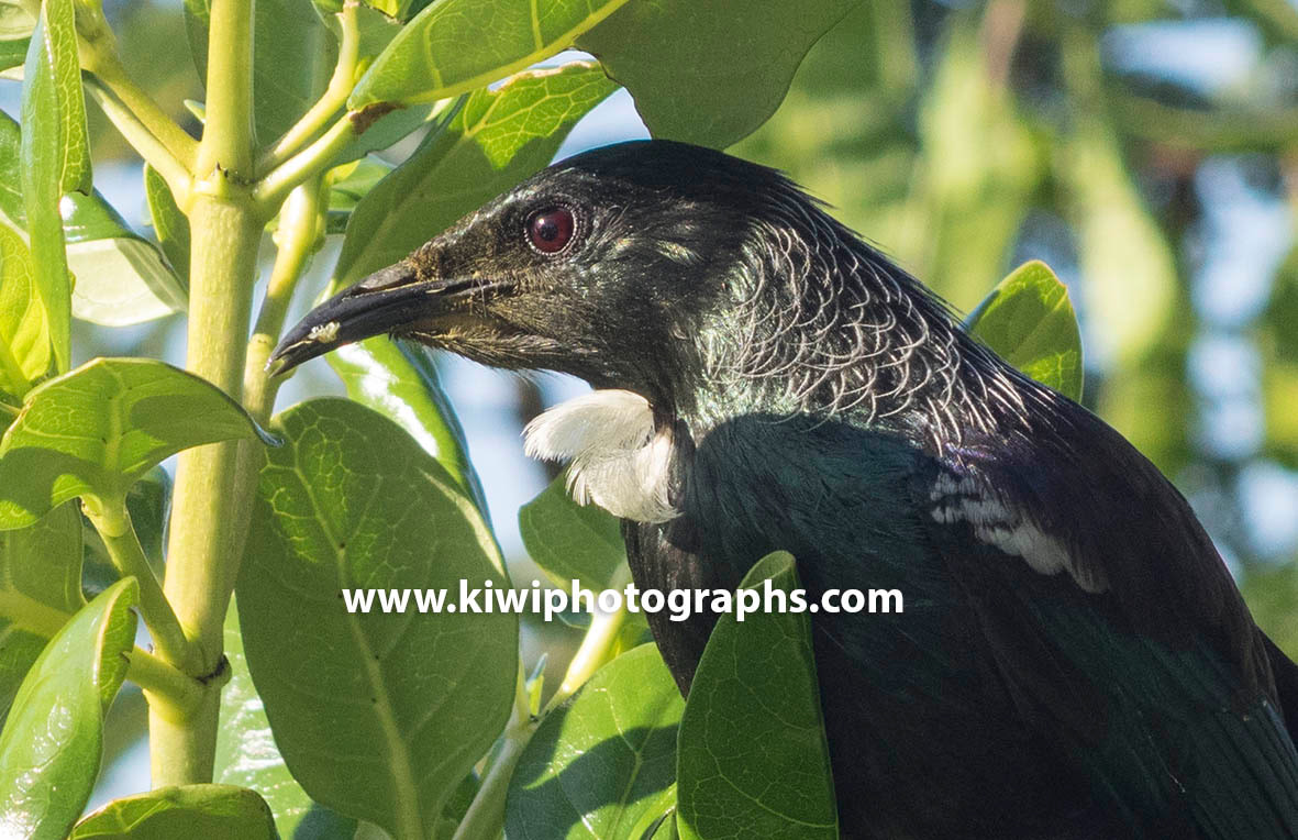 MP158555 crp lores Tui Capital of the World? Image