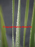 AA033593 Morning dew low res Foliage Image
