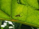 AA256392 Spider low res Insects & Spiders Image