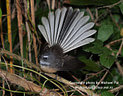 MP014384 cropped con10 lores Fantail Image