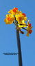 MP109008 copy Flowers Image