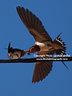 MP167929 swallow feeding Flora & Fauna   Spain Image