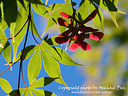 MP286151 lores Foliage Image