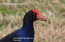 MPE10052 lores Pukeko   Porphyrio porphyrio melanotus Image