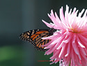 AA078093 lores Butterflies Image