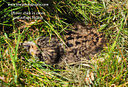 MP200817 lores Masked Lapwing (Vanellus miles   native to Oz) Image