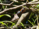 MP016906 crp lores copy Birds Image