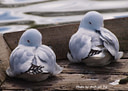 MP061513 crp lores Sea Gulls Image