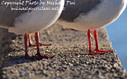 MP021465 lores Sea Gulls Image