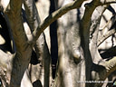 MP168973 lores Trees Image