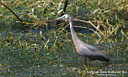 MP080658 lores Grey Heron Image