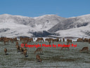 AA091100 Cold Deer low res Mackenzie Country II Image