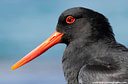 MP190633c lores Oystercatchers Image