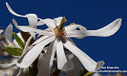 MP168928 lores Magnolia Blooming   Spring in Christchurch Image