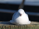 MP296483 lores Sea Gulls Image