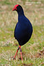 MPE10059 lores Pukeko   Porphyrio porphyrio melanotus Image