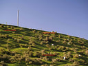 AA200769 native bush low res Mackenzie Country II Image